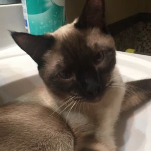 Meet your Posher, Cordelia